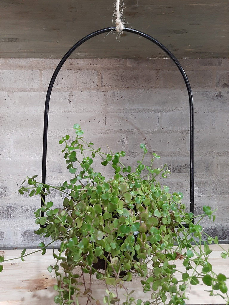 Iron Plant Hangers