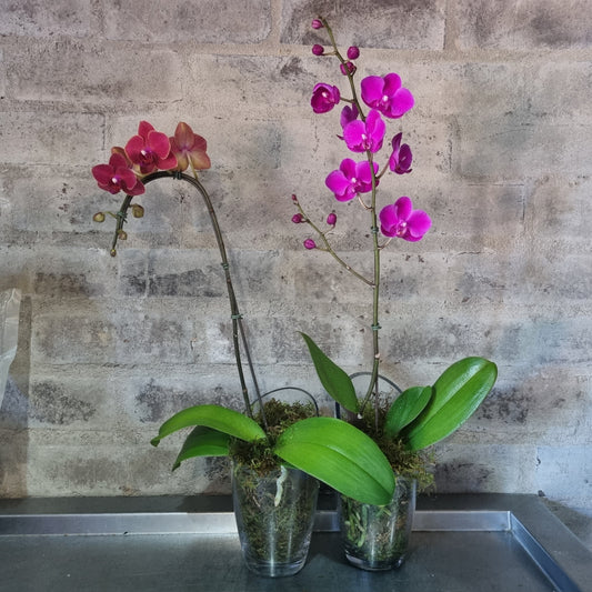 Phylanopsis Orchids In Glass Vase