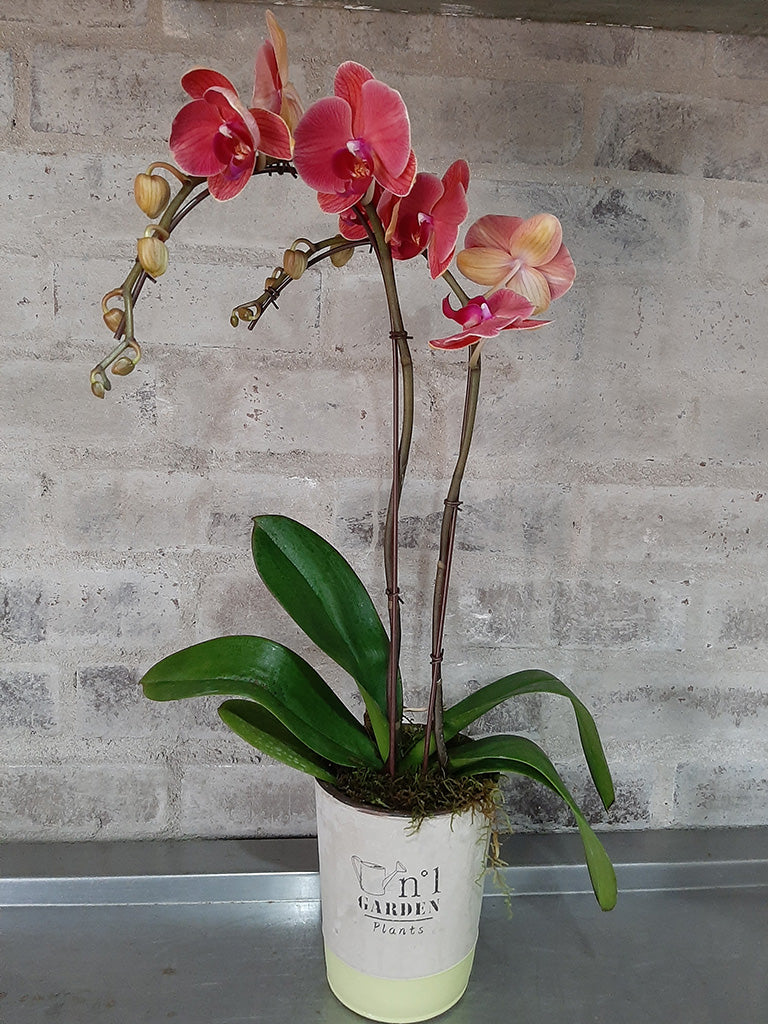 Phylanopsis Orchids
