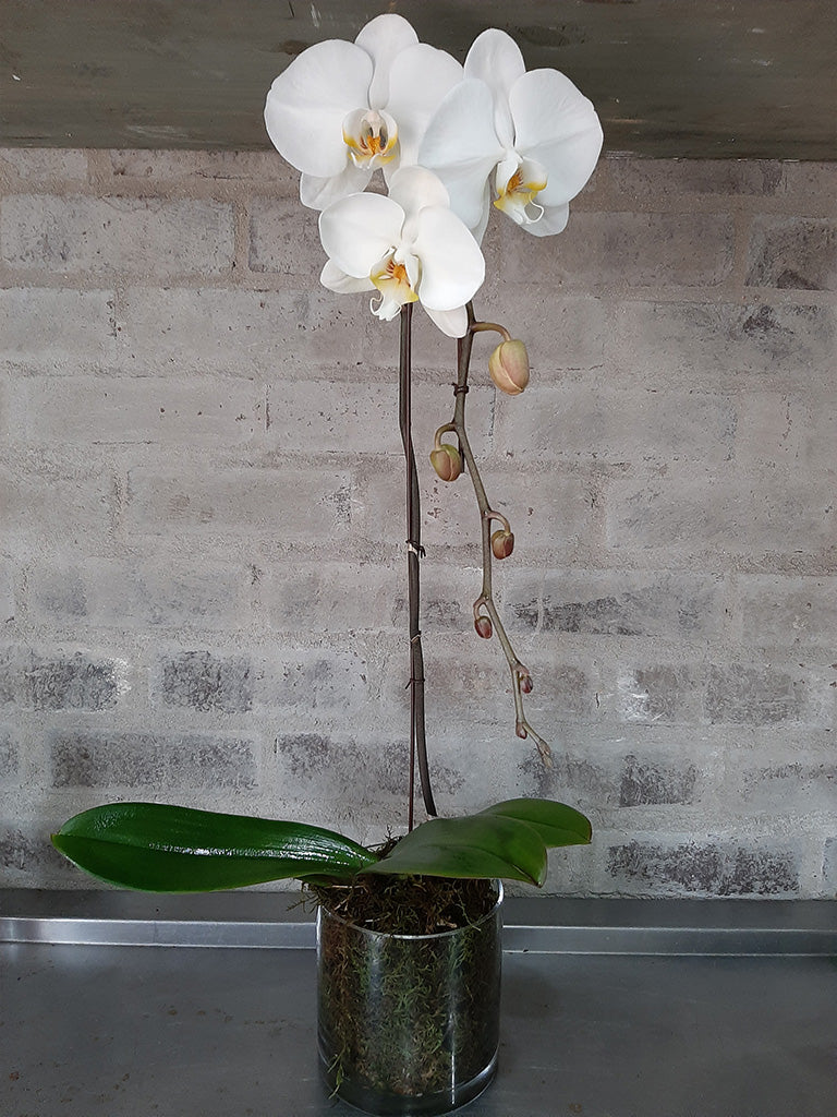 Phylanopsis Orchids